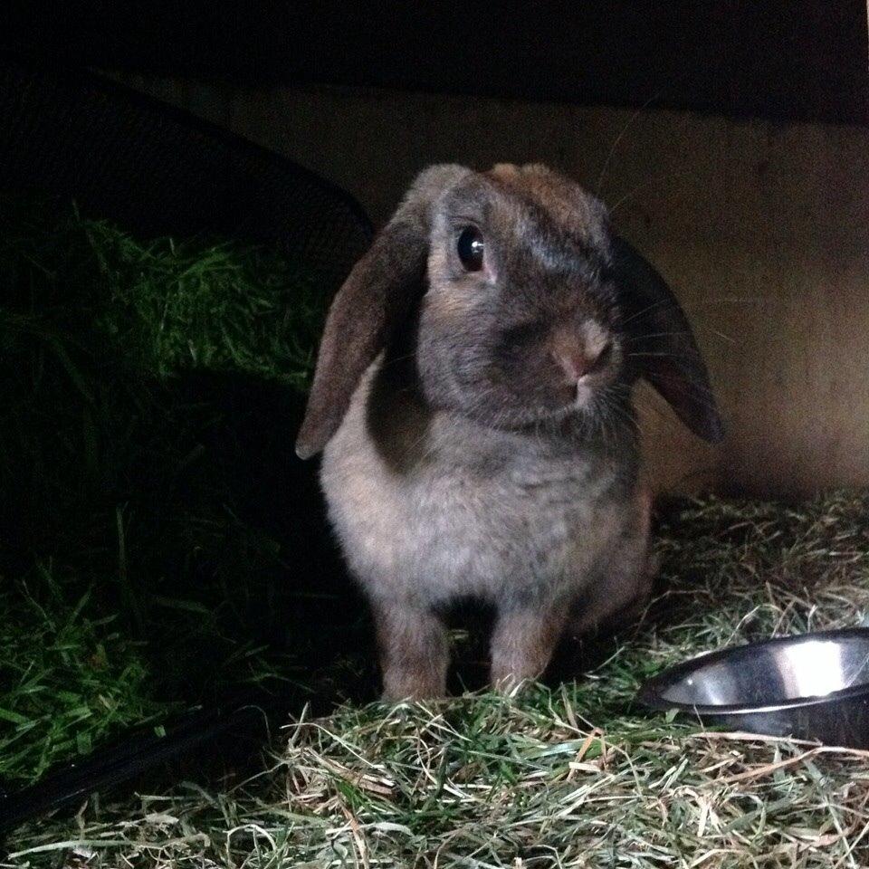 Kanin Trunte billede 7