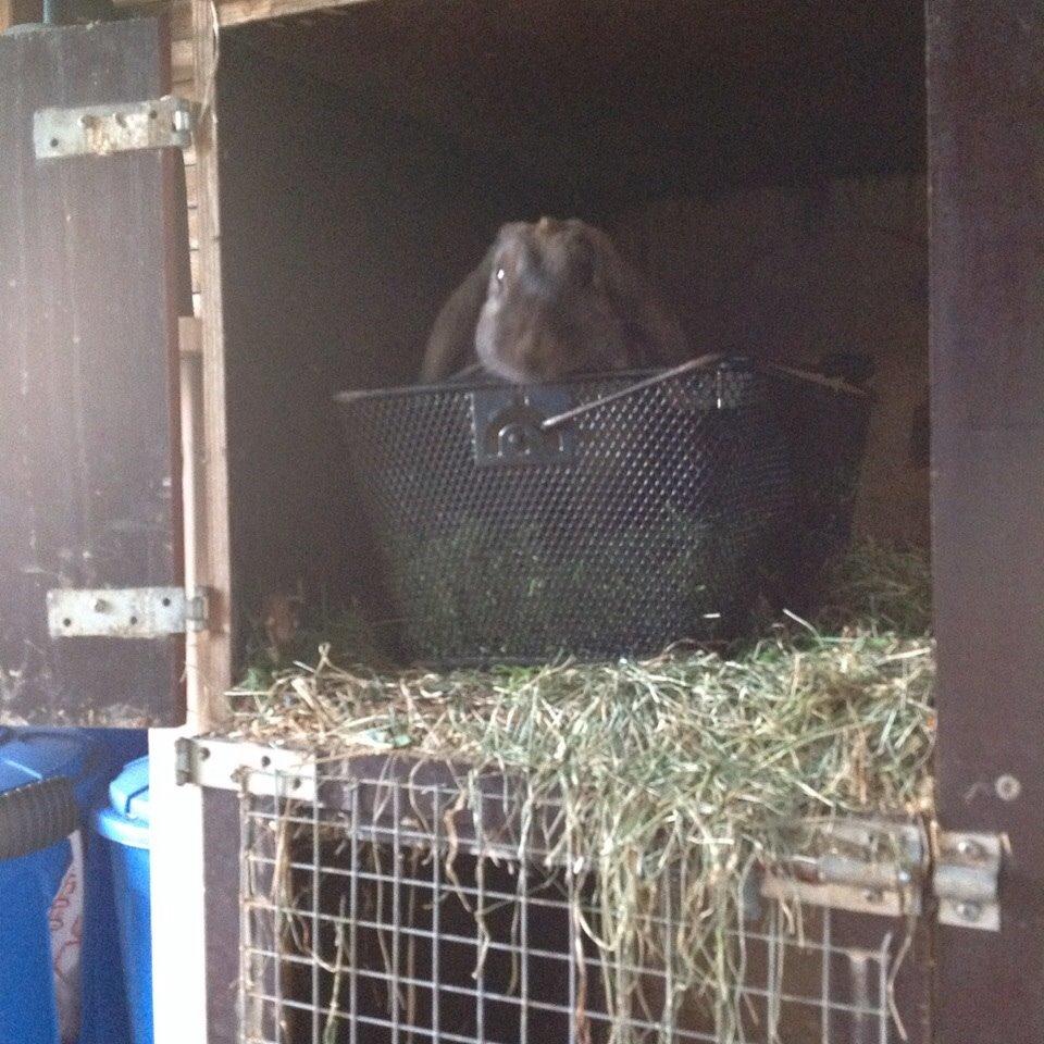 Kanin Trunte billede 9