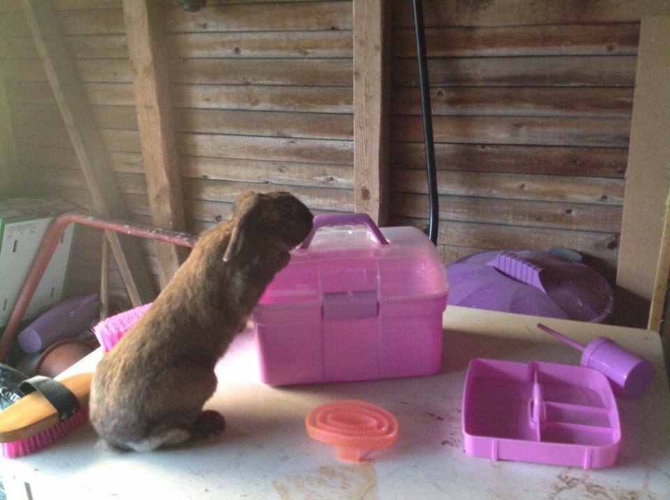 Kanin Trunte billede 10