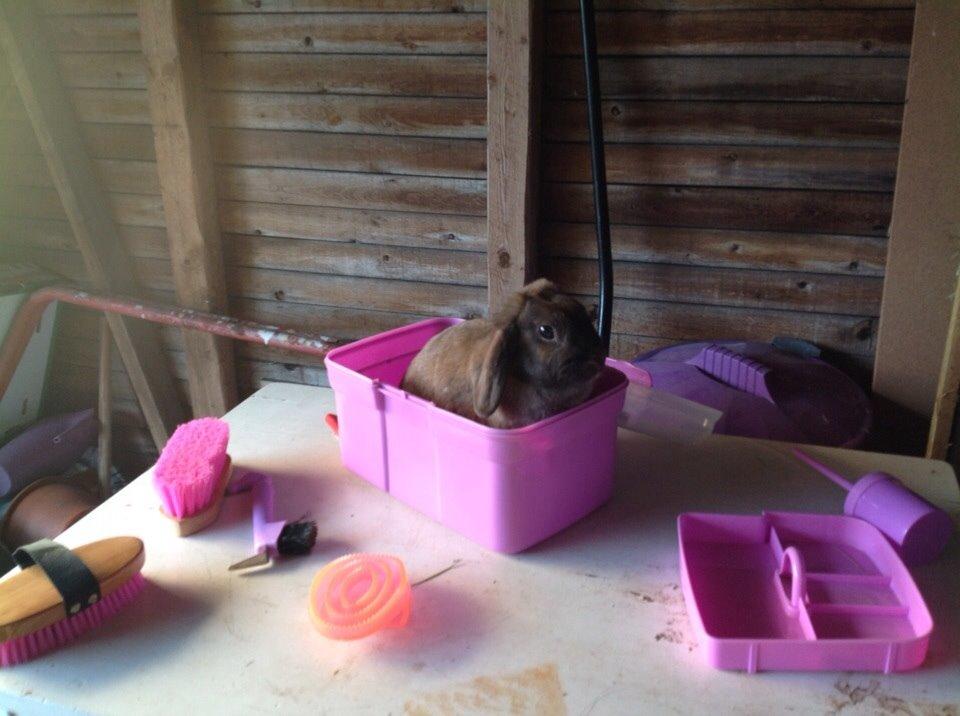 Kanin Trunte billede 11