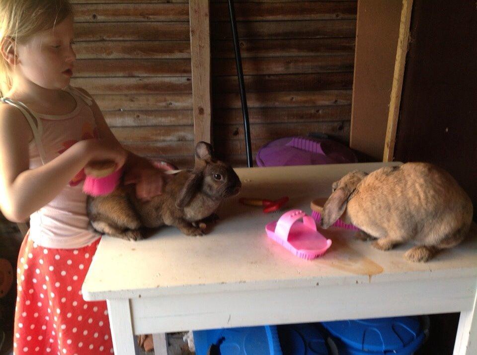 Kanin Trunte billede 13