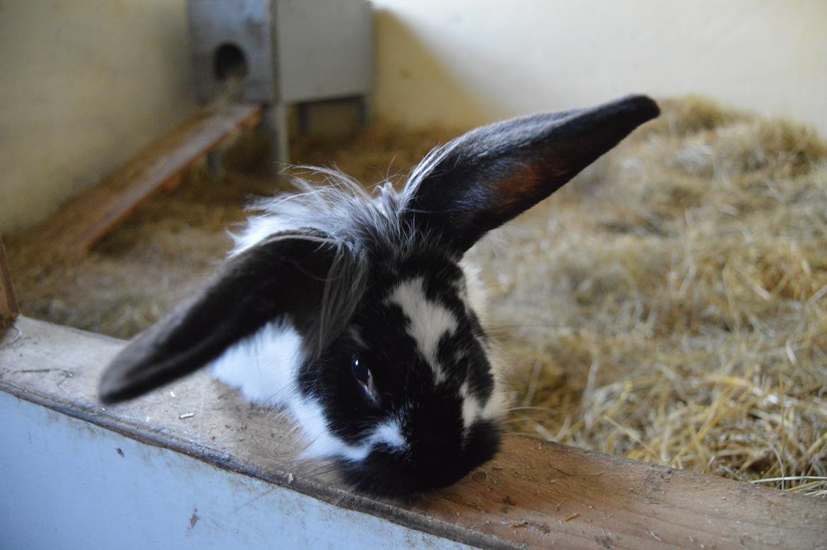 Kanin Tulle billede 29