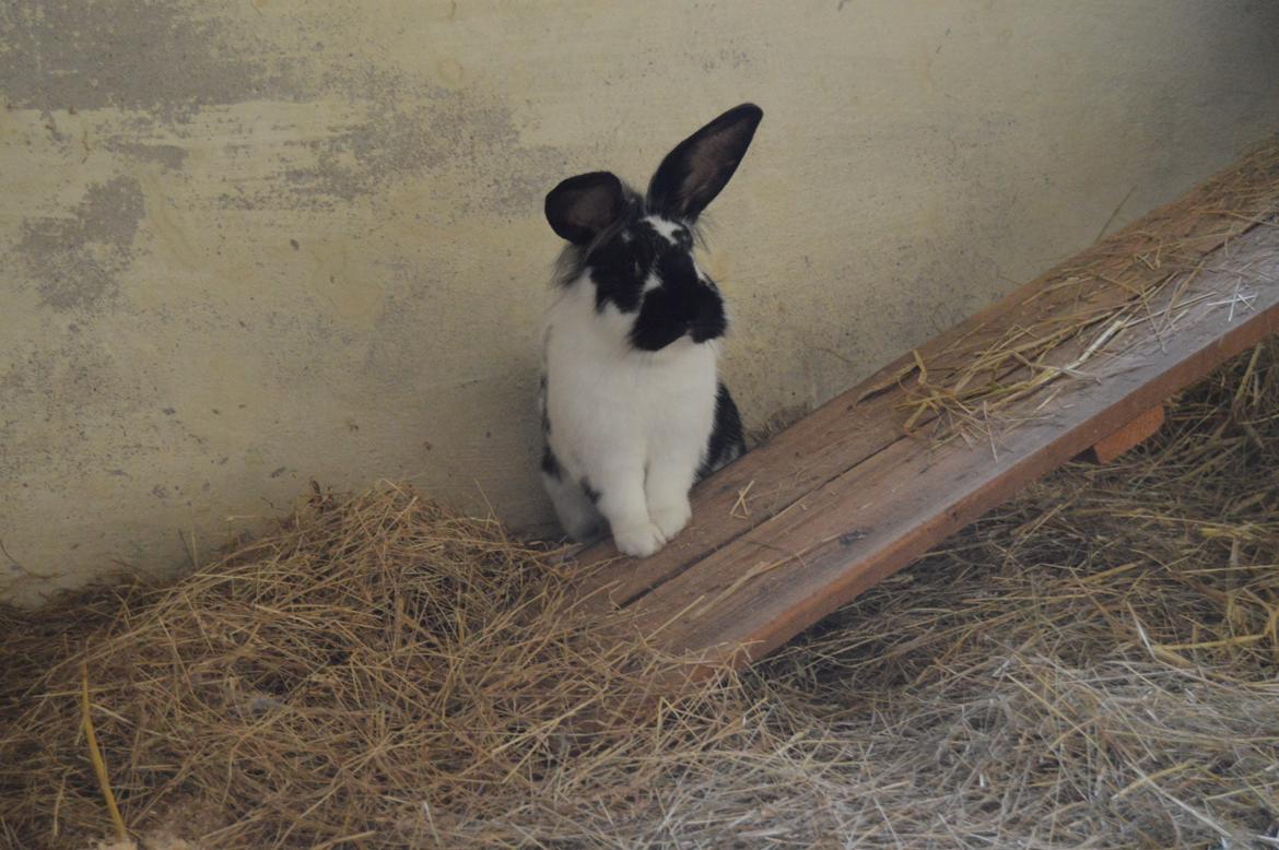 Kanin Tulle billede 30