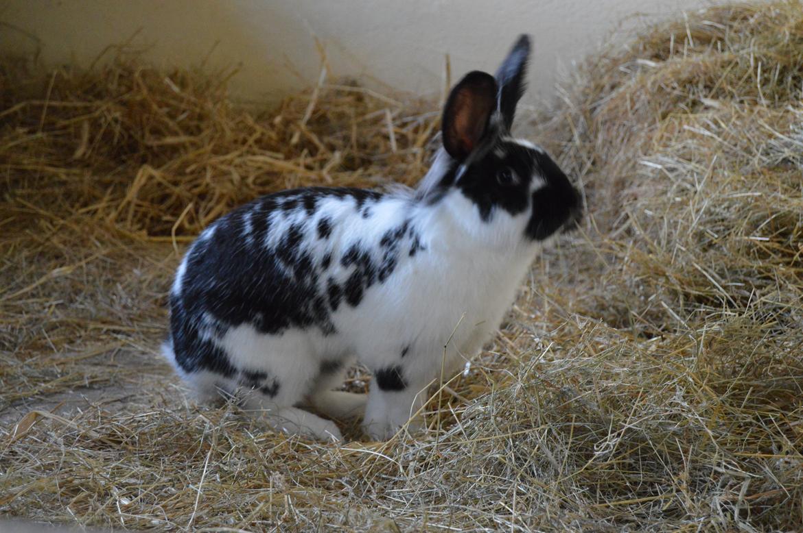 Kanin Tulle billede 31