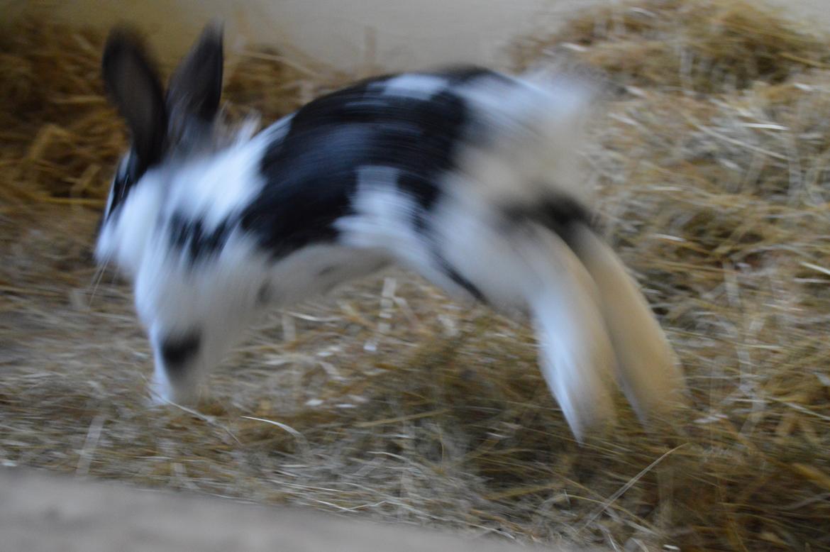 Kanin Tulle billede 33