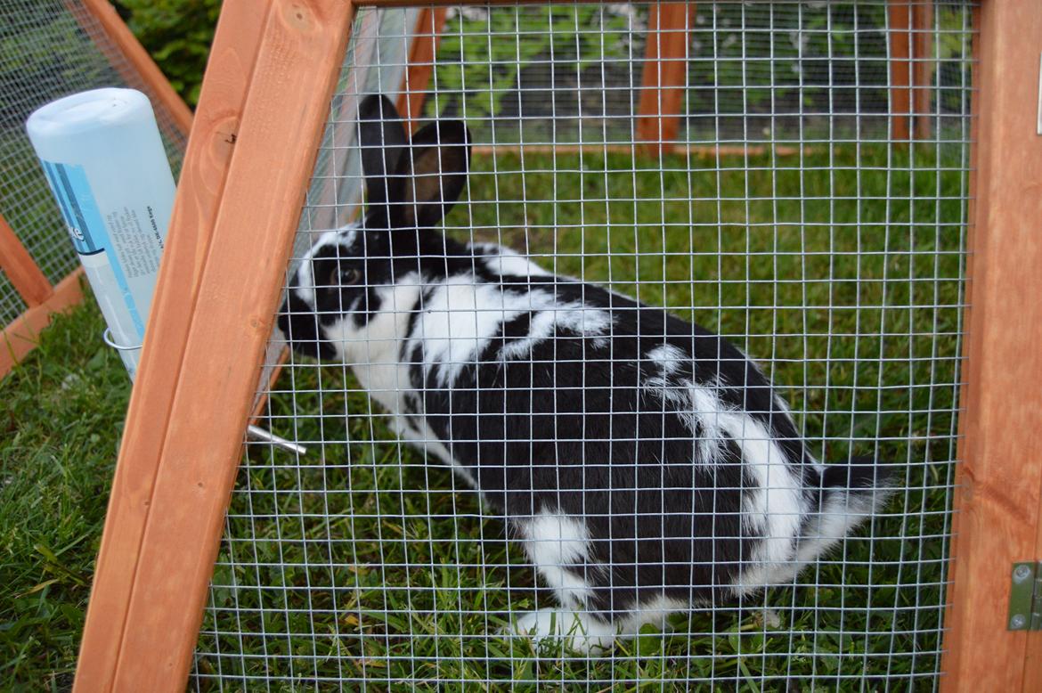 Kanin Nuller billede 26