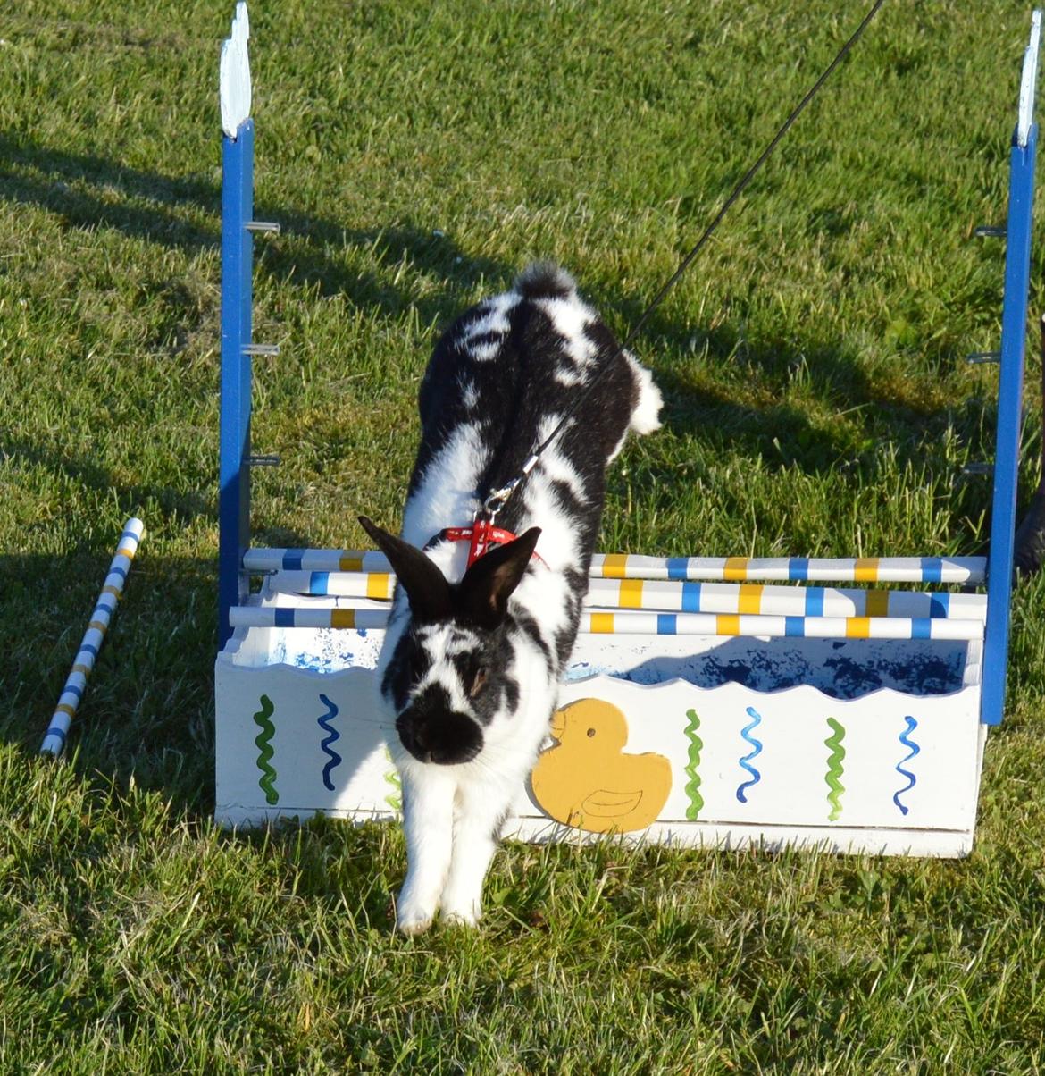 Kanin Nuller billede 27