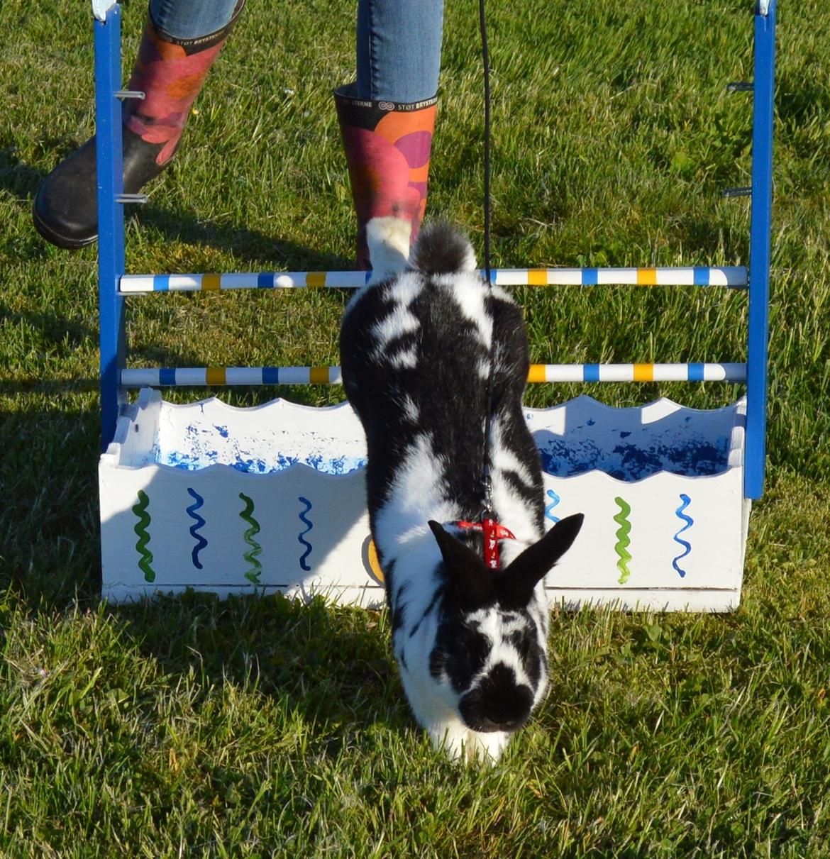 Kanin Nuller billede 28