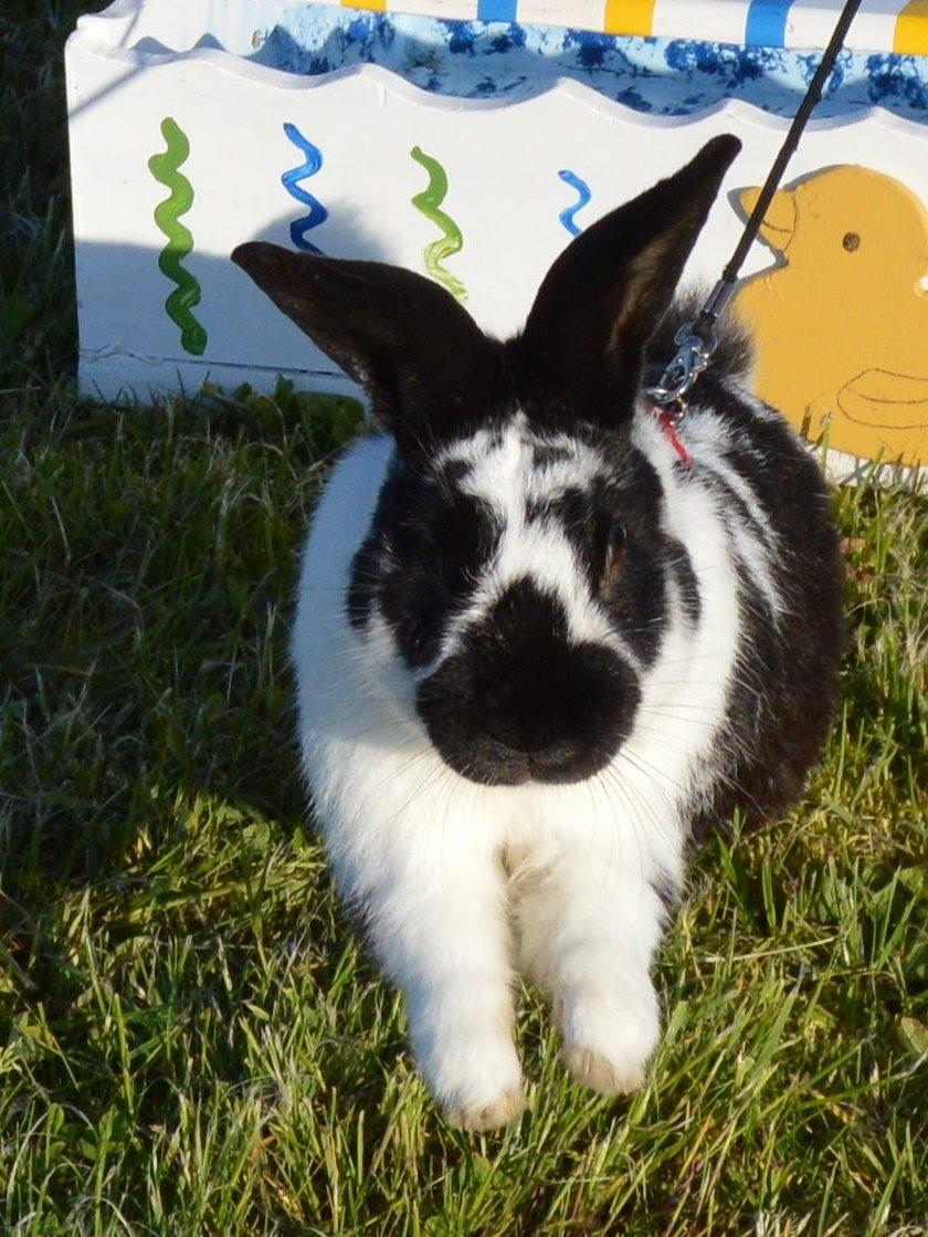 Kanin Nuller billede 30