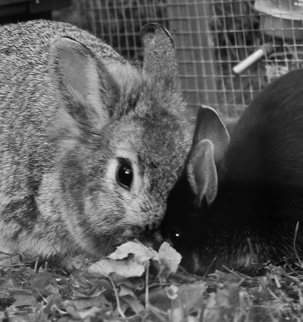 Kanin BlackberryPeanutbutter (Peanut) - Peanut og hans mor :) billede 5