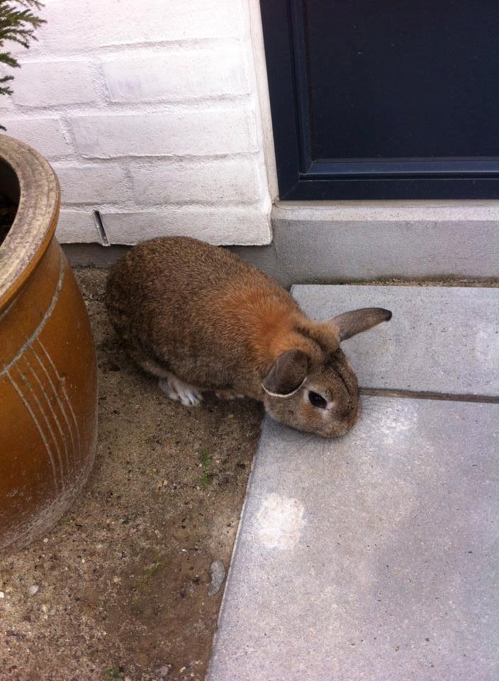 Kanin Blind billede 4