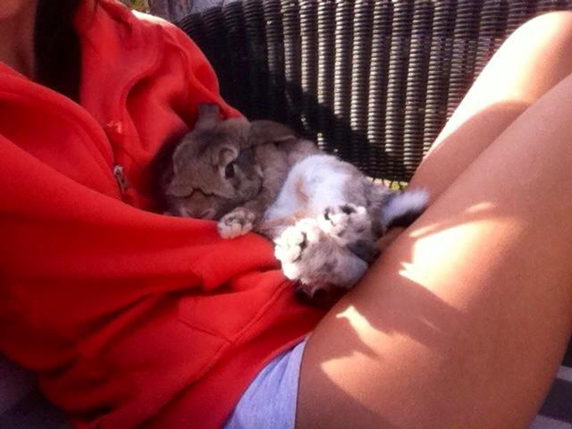 Kanin Blind billede 5