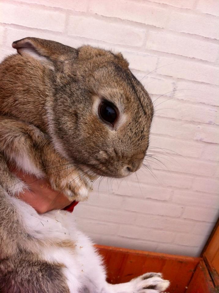 Kanin Blind billede 3