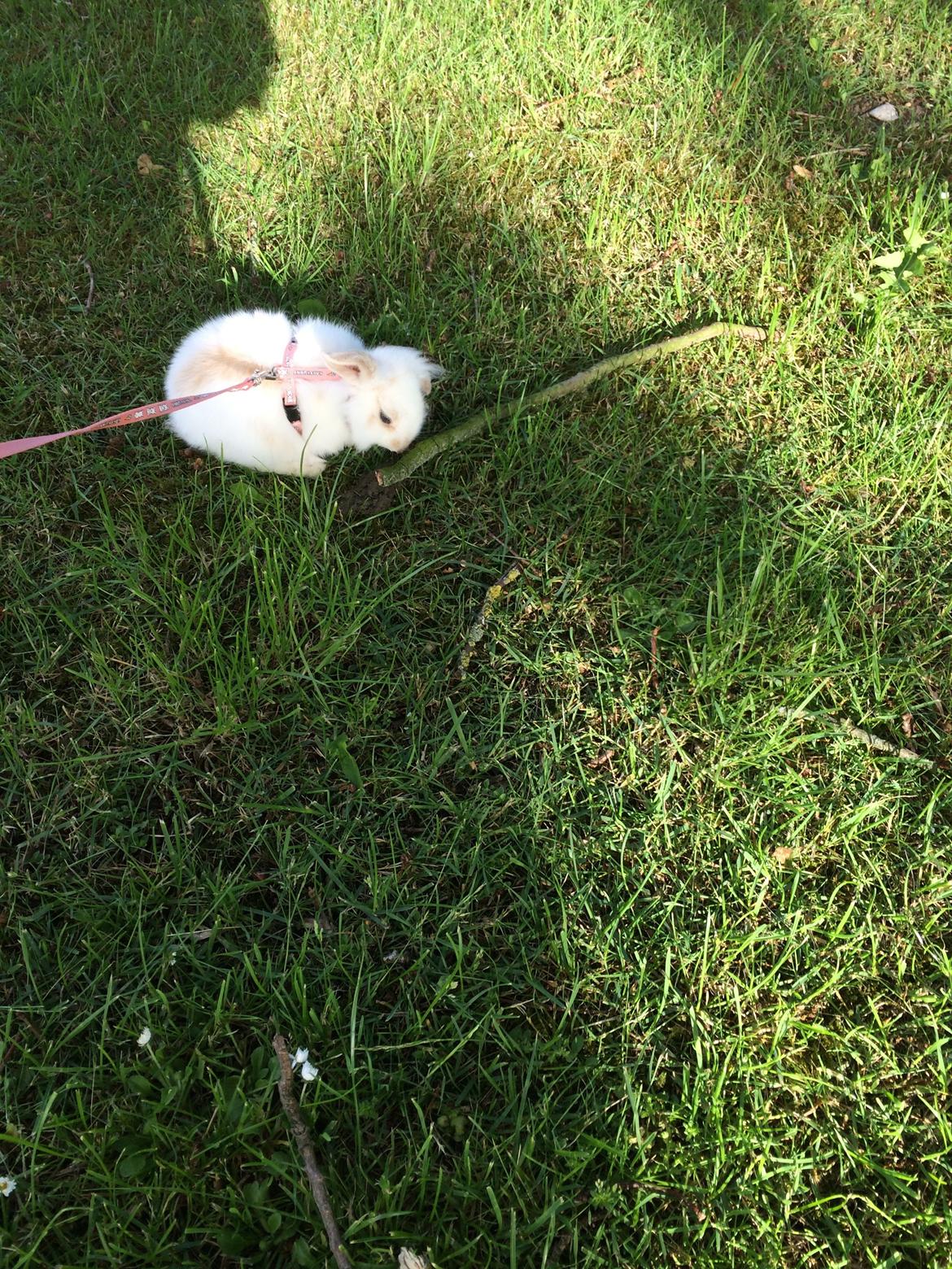 Kanin Silke billede 10