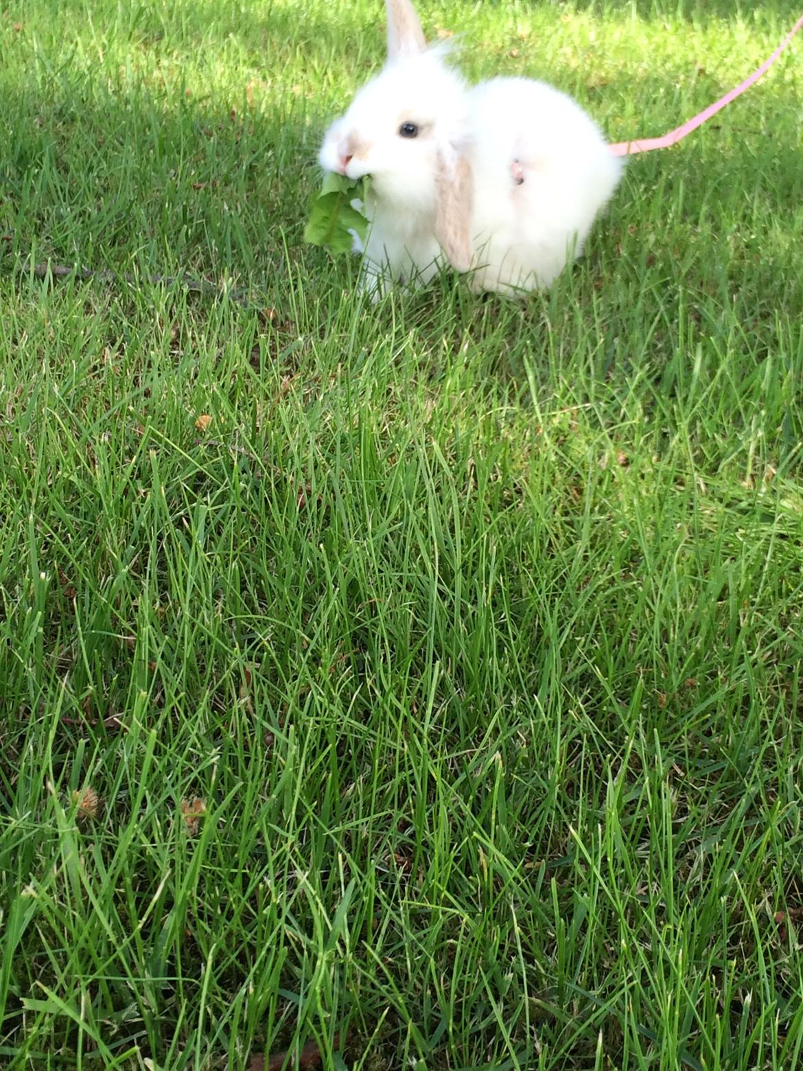 Kanin Silke billede 12