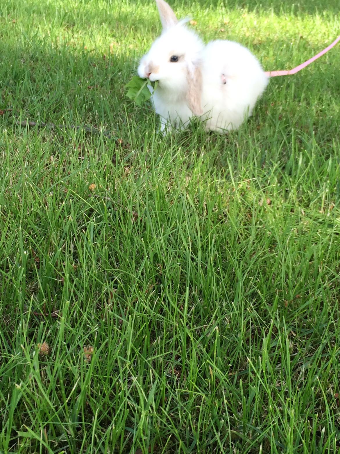 Kanin Silke billede 13