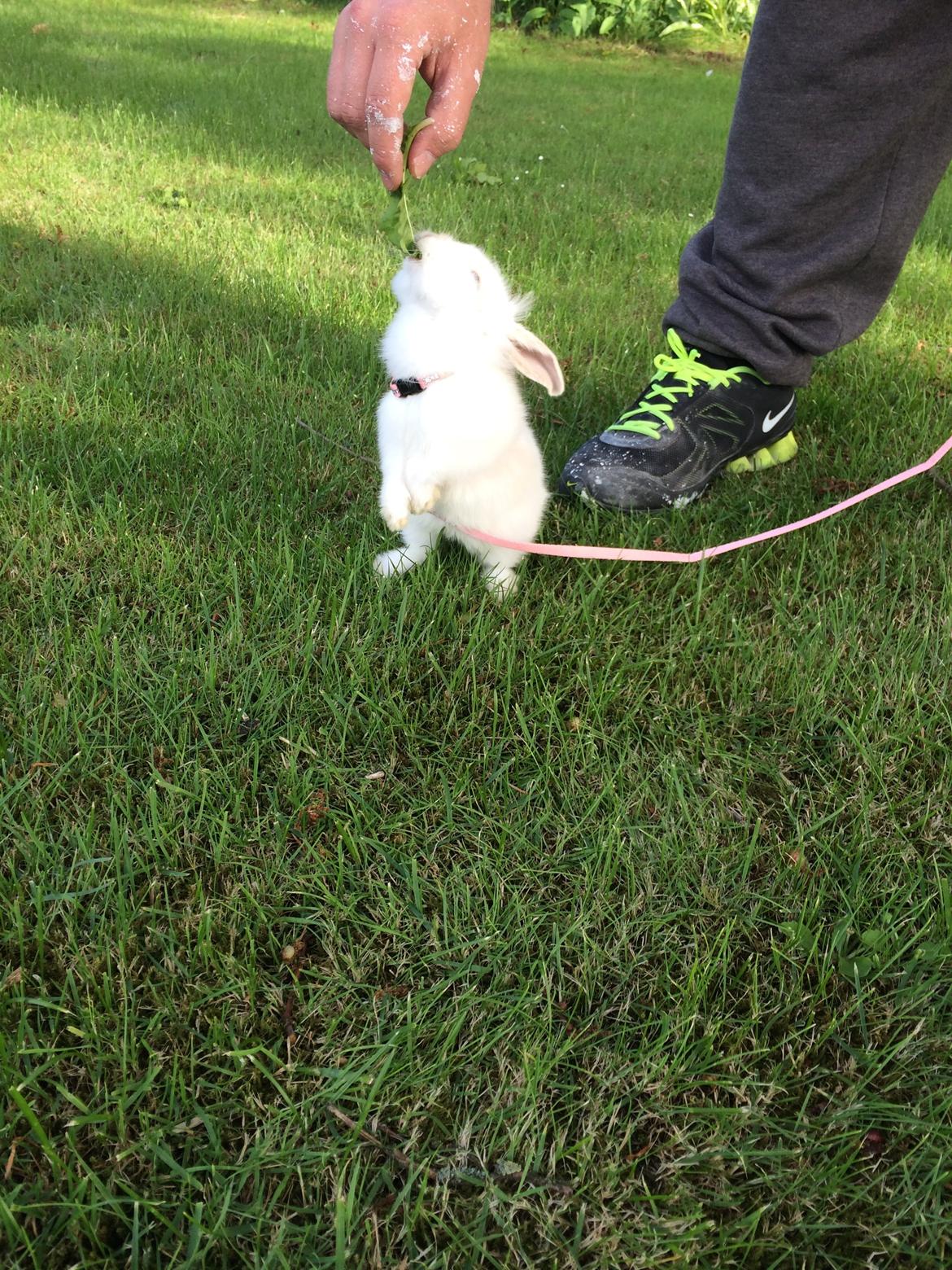 Kanin Silke billede 14