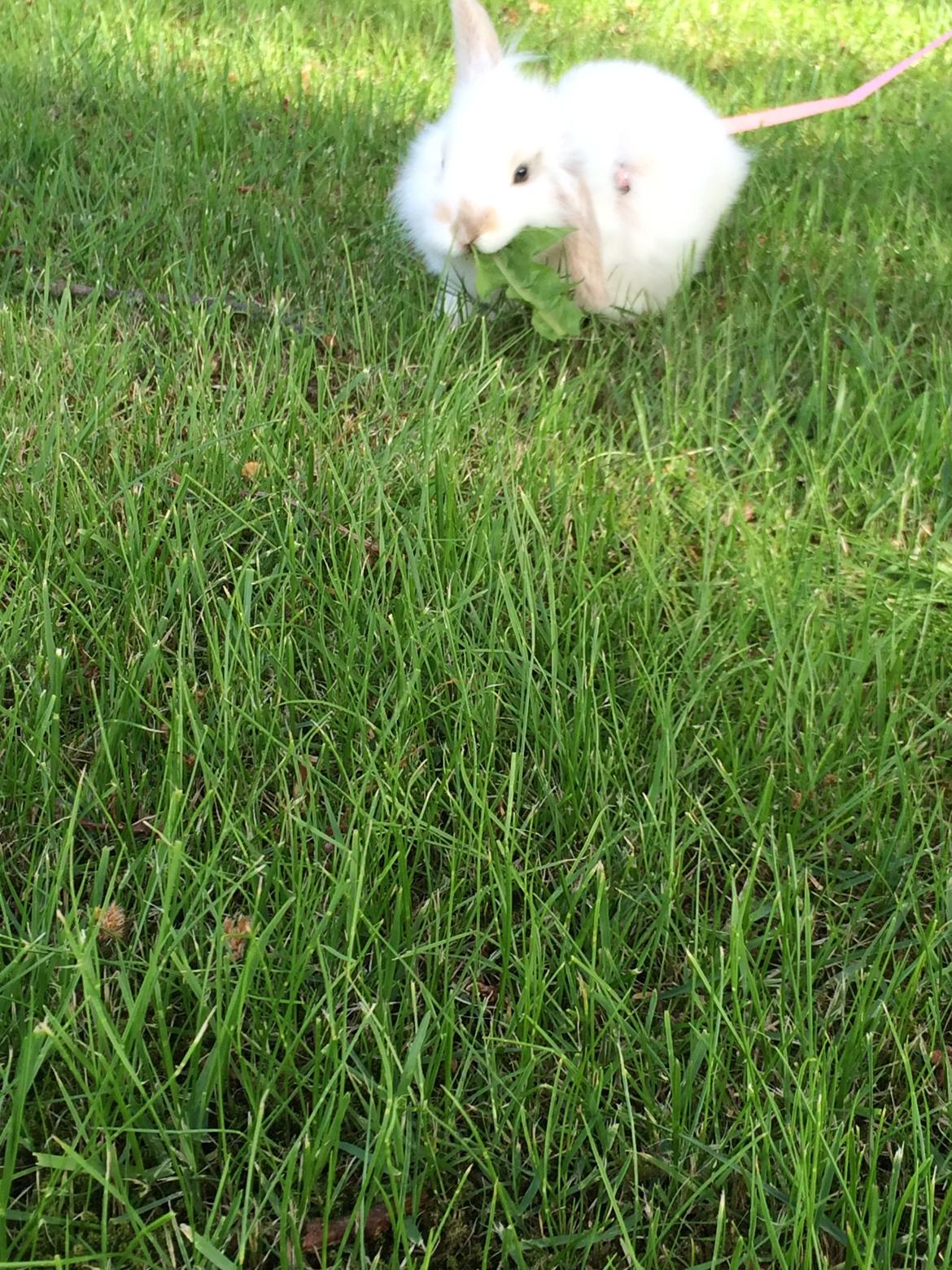 Kanin Silke billede 11