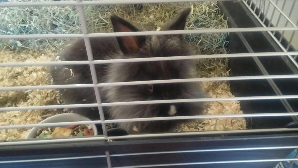 Kanin Damien billede 3