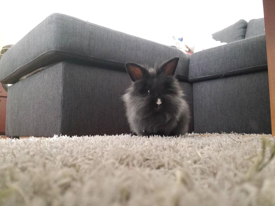 Kanin Damien billede 6