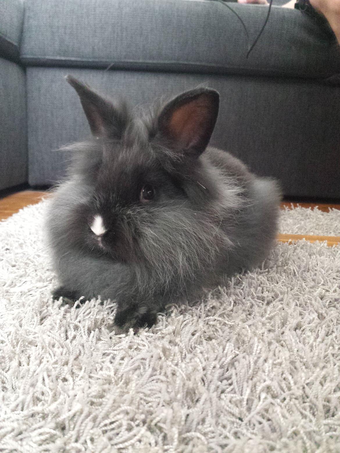 Kanin Damien billede 8