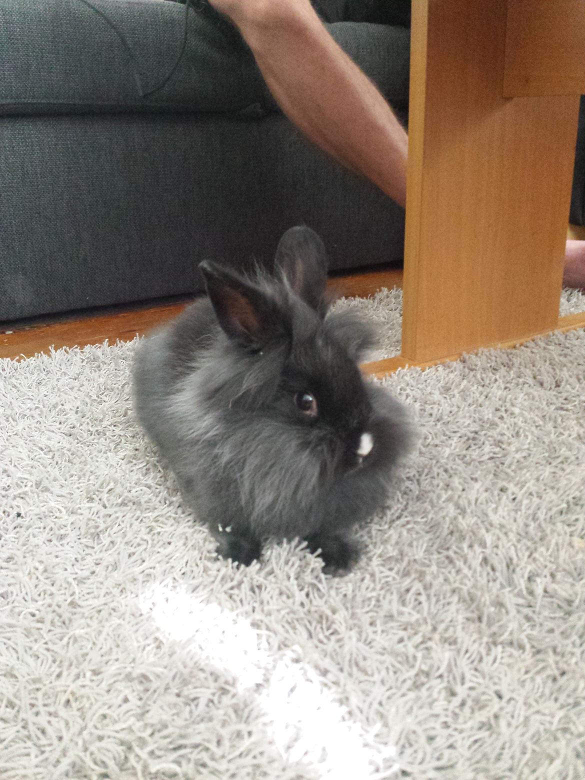 Kanin Damien billede 9