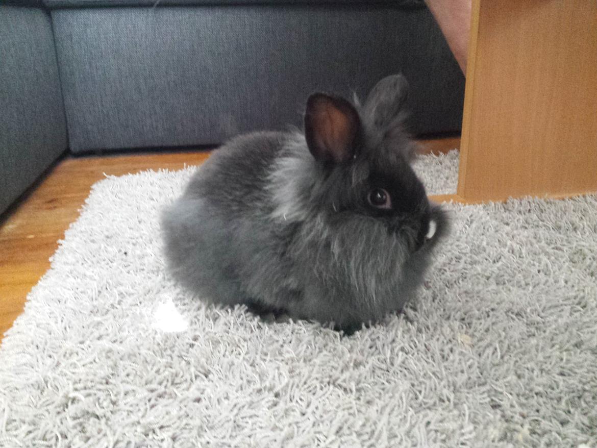Kanin Damien billede 10