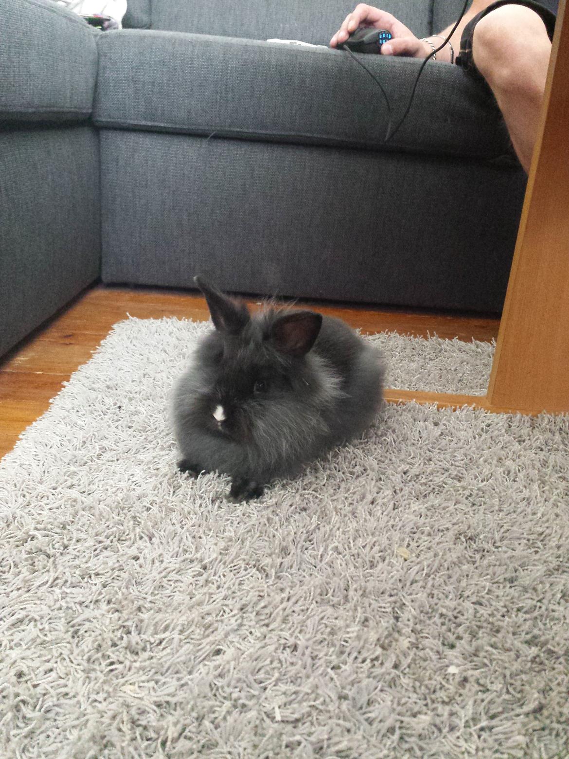 Kanin Damien billede 7