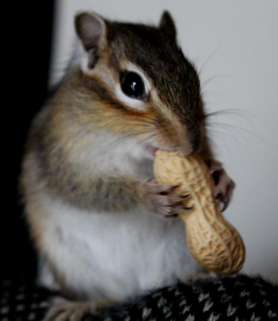 Jordegern Putte billede 1