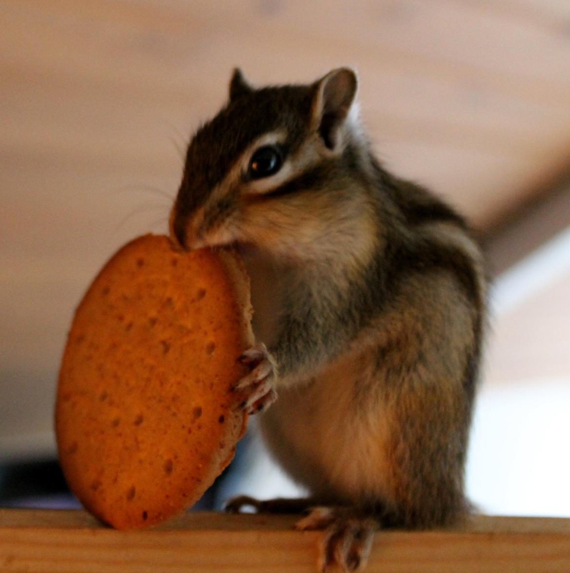 Jordegern Putte billede 3