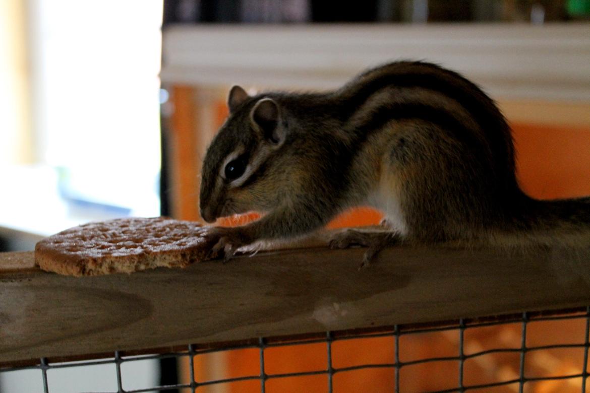 Jordegern Putte billede 4