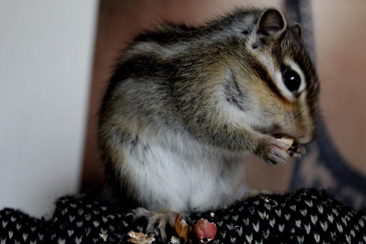 Jordegern Putte billede 2