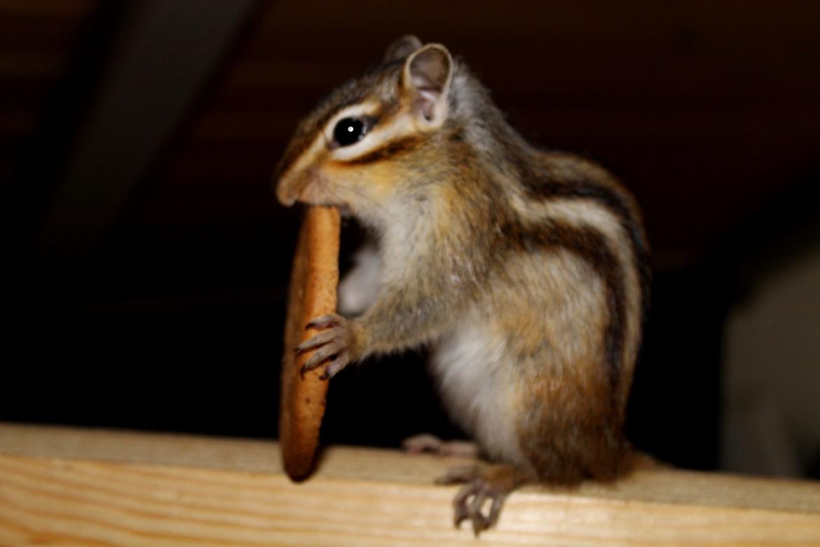 Jordegern Putte billede 5