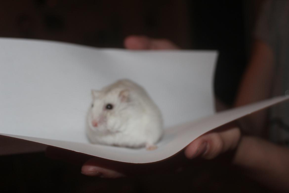 Dværghamster Snebold billede 20