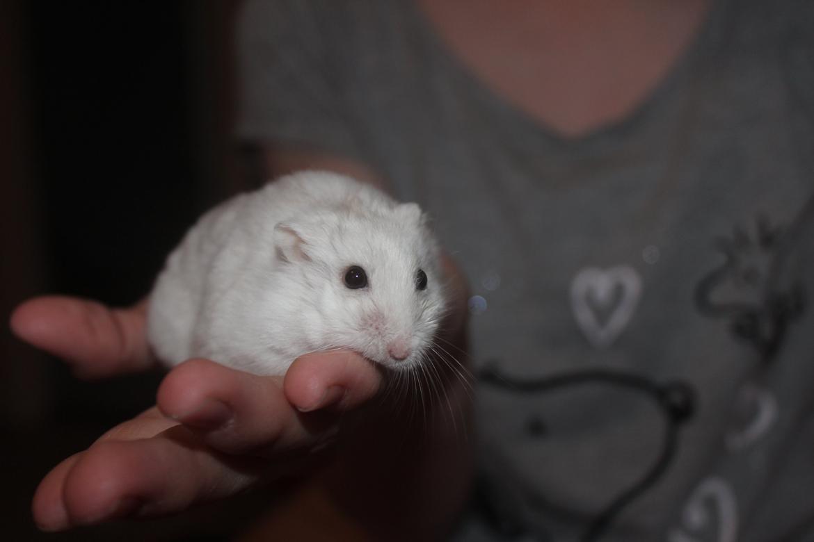Dværghamster Snebold billede 4
