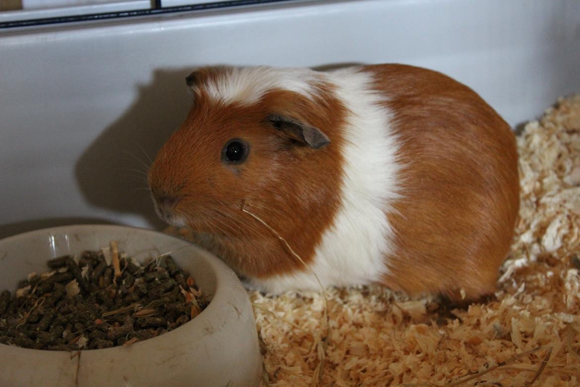 Marsvin Louis (Loui) billede 2