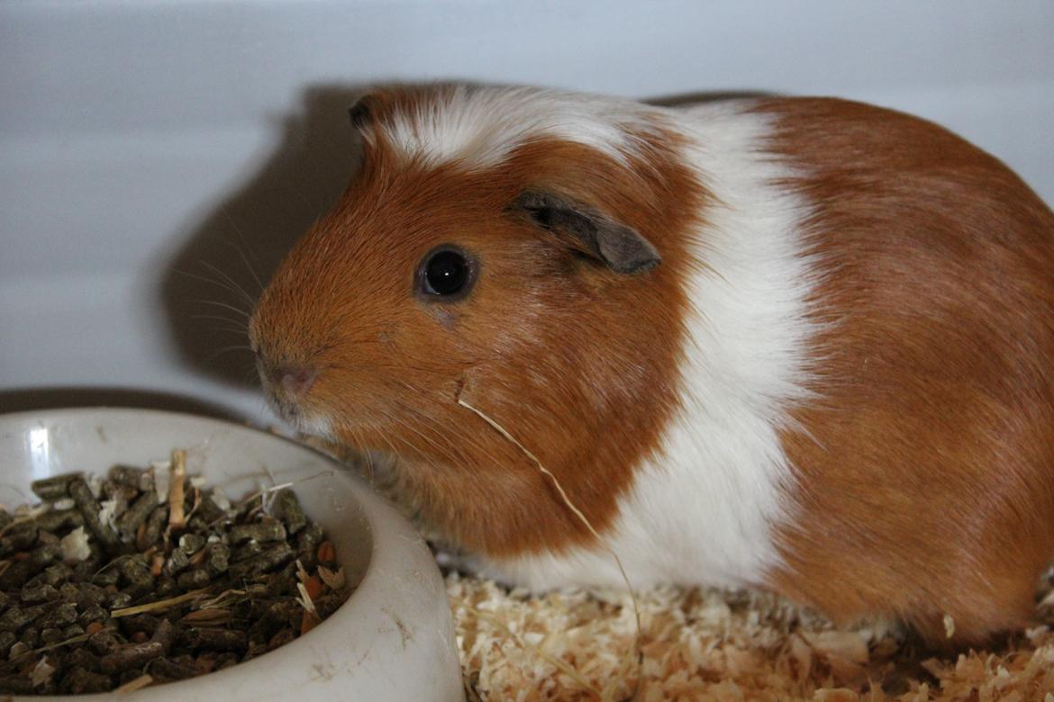 Marsvin Louis (Loui) billede 5