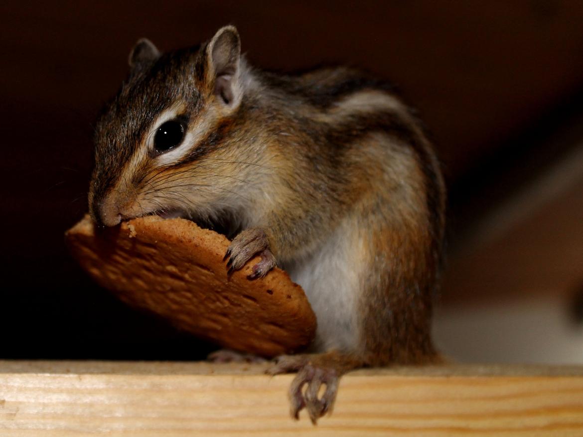 Jordegern Putte billede 6