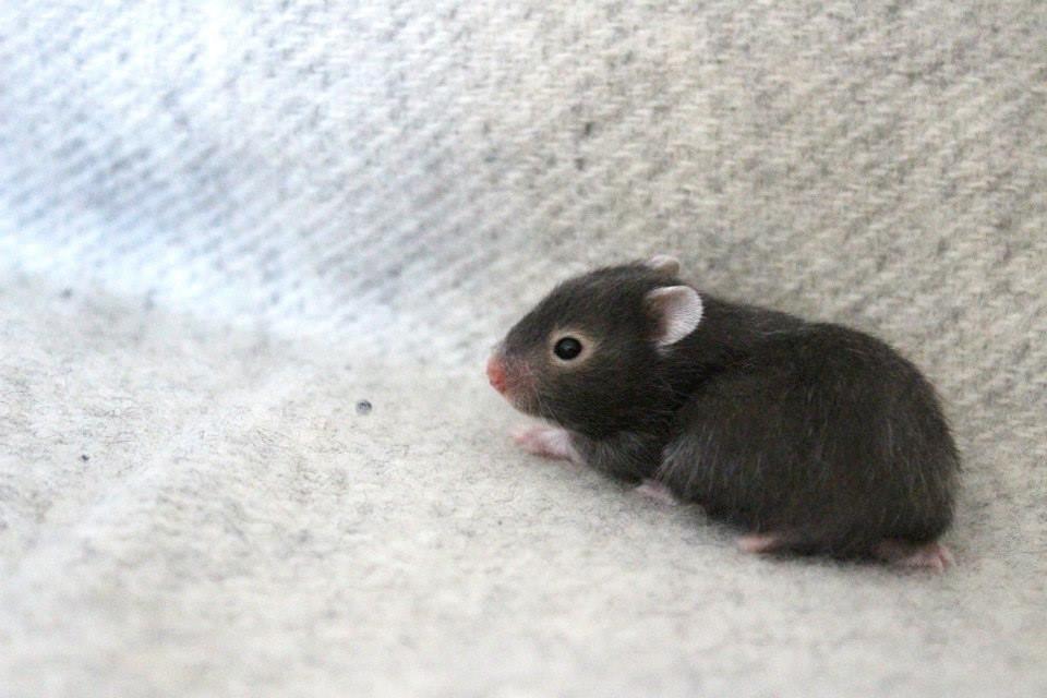 Hamster Borks Douglas. billede 3