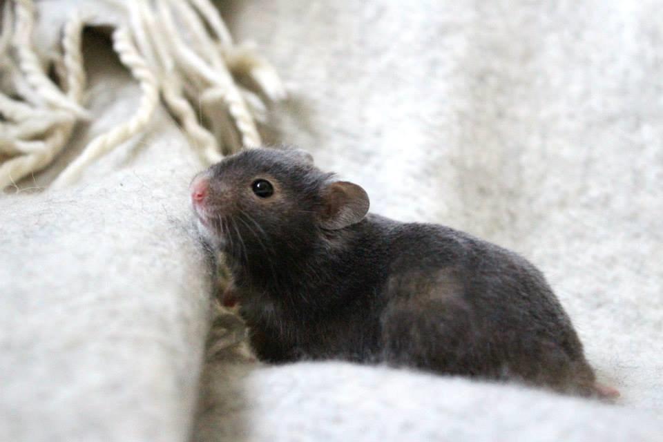 Hamster Borks Douglas. billede 1