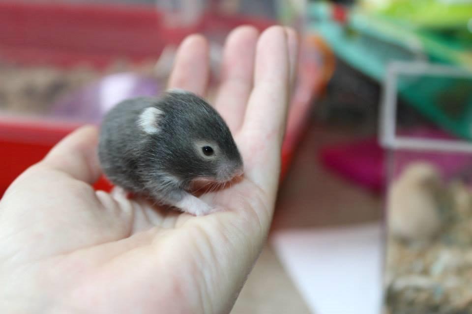 Hamster Borks Douglas. billede 2