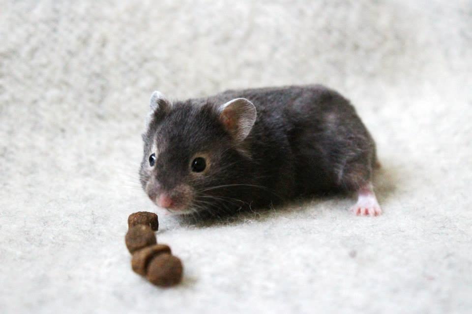 Hamster Borks Douglas. billede 4