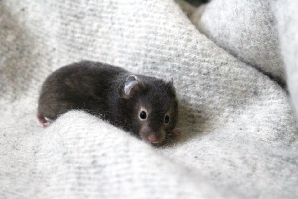 Hamster Borks Douglas. billede 5