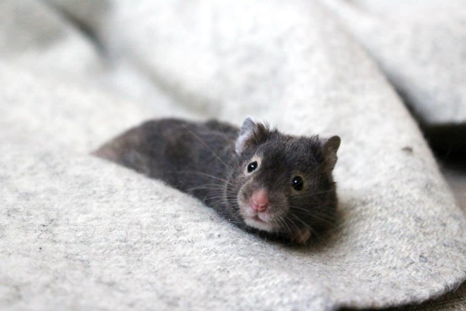 Hamster Borks Douglas. billede 6