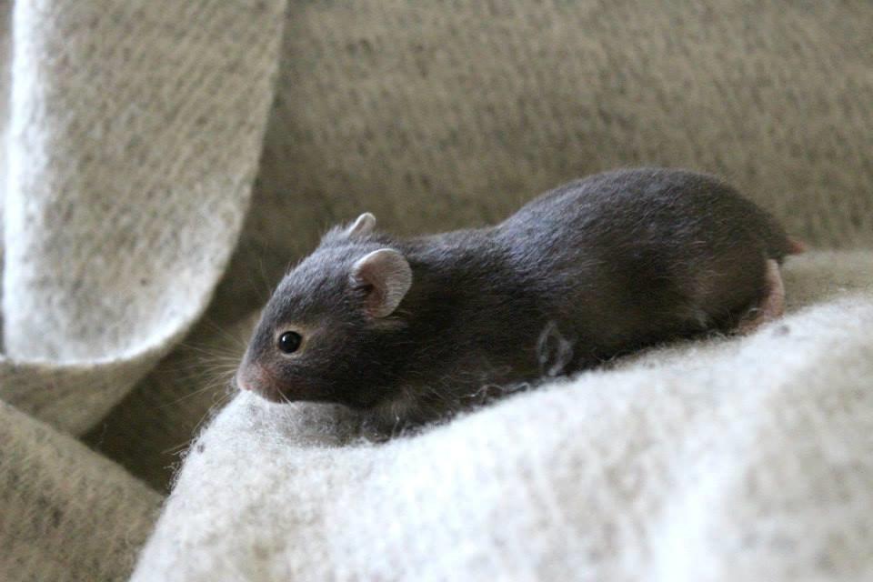 Hamster Borks Douglas. billede 7