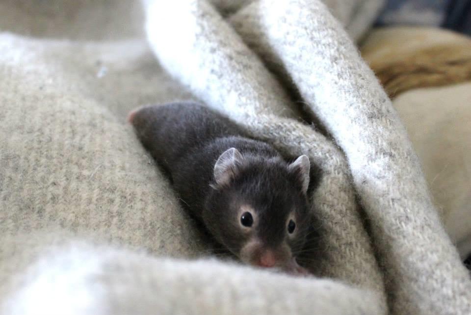 Hamster Borks Douglas. billede 8