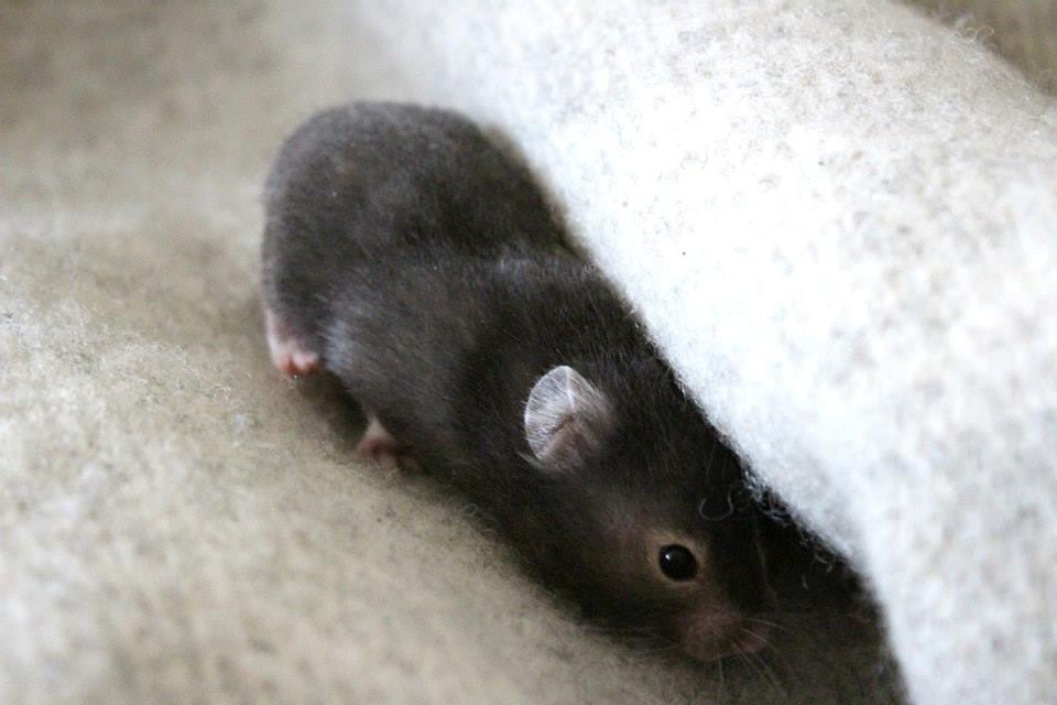Hamster Borks Douglas. billede 9