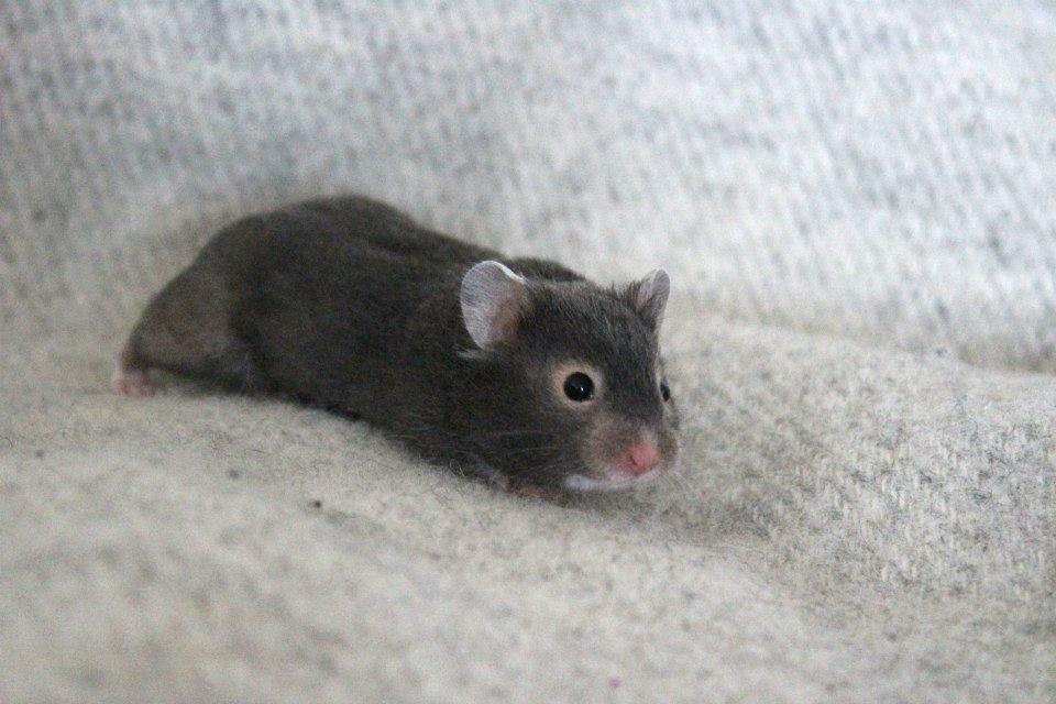 Hamster Borks Douglas. billede 10