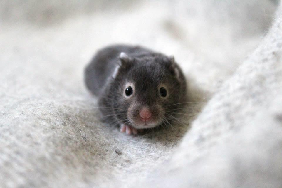 Hamster Borks Douglas. billede 11