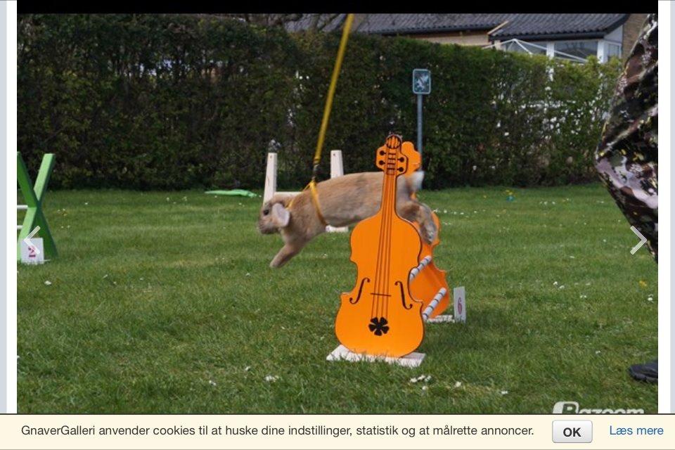 Kanin Dolls Zuera Emilia-Romagna billede 8